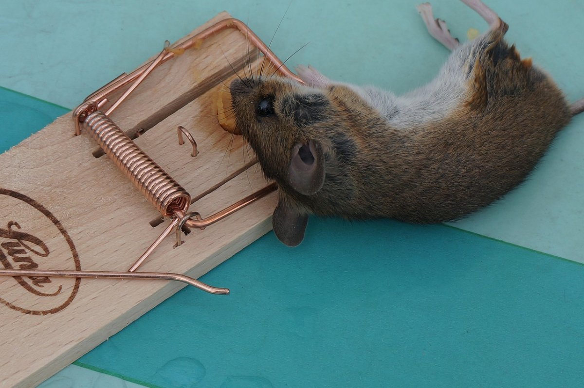 Школы и детсады закрыты из-за мышей в Атырауской области