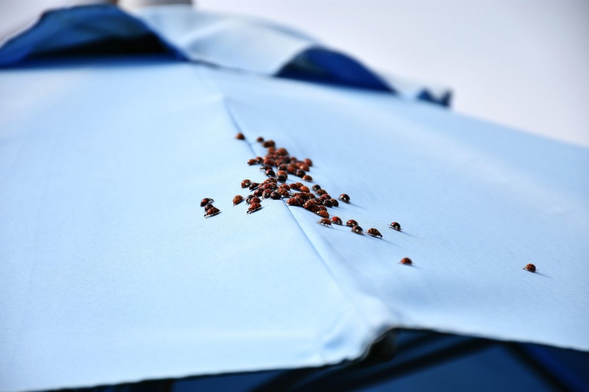 Сырые пирожки и насекомые в еде: школьные столовые проверят в Петропавловске