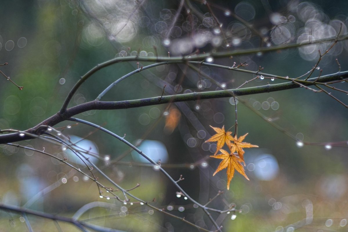 Туман и дождь накроют Шымкент