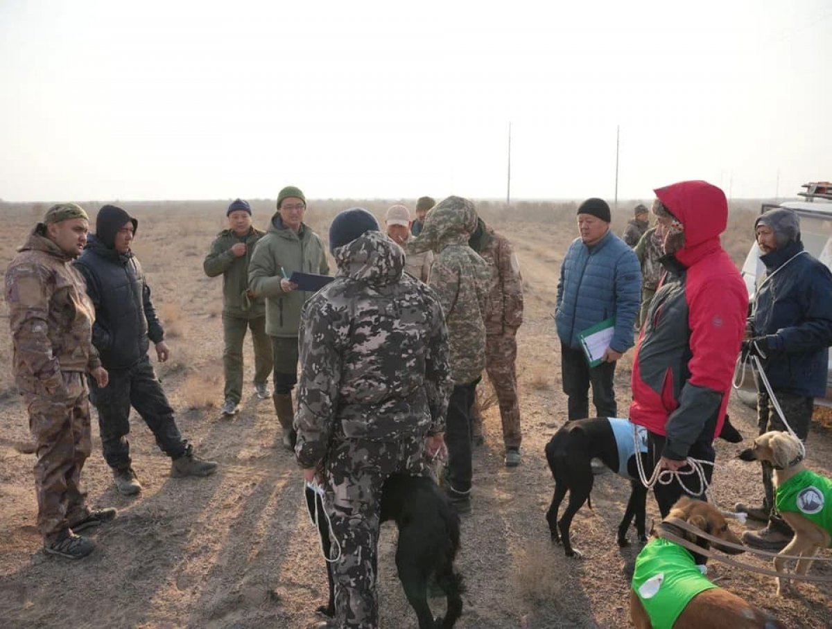 Охота на зайца: эксперты оценили скорость и интеллект казахской тазы