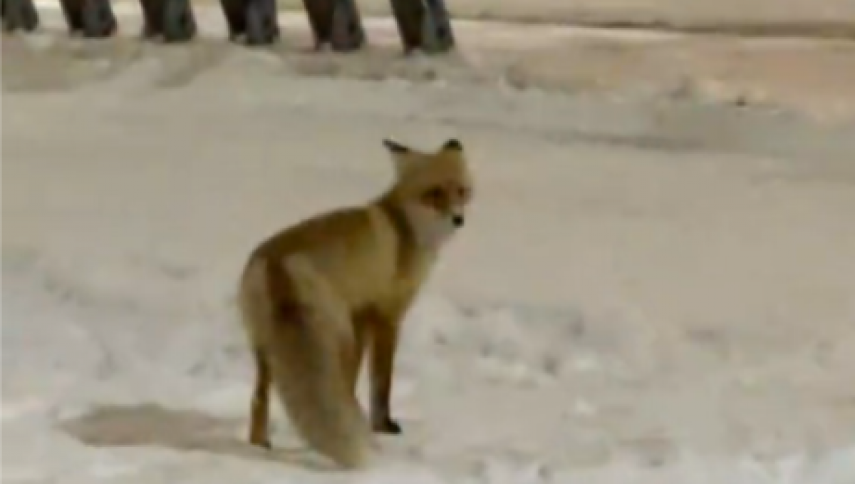 Астанчанин вновь встретил лису в центре города