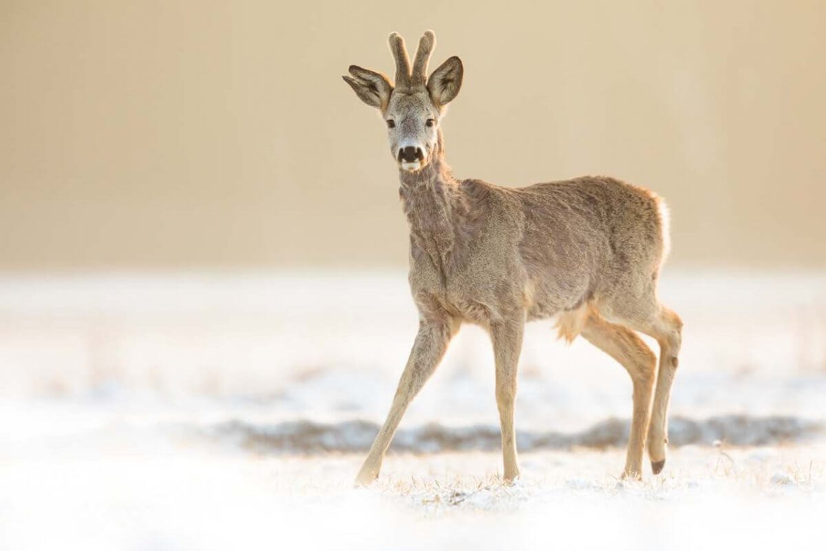 Тушу косули обнаружили в багажнике авто жителя ВКО