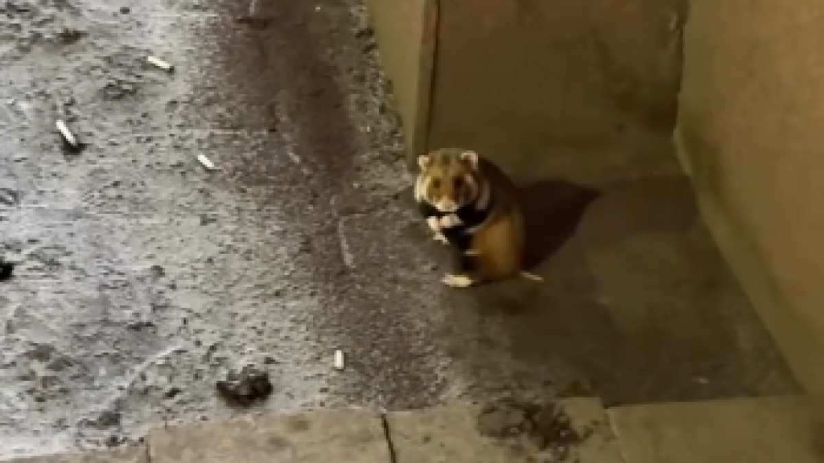 "Кто потерял?": карбыш гуляющий по левому берегу удивил Казнет