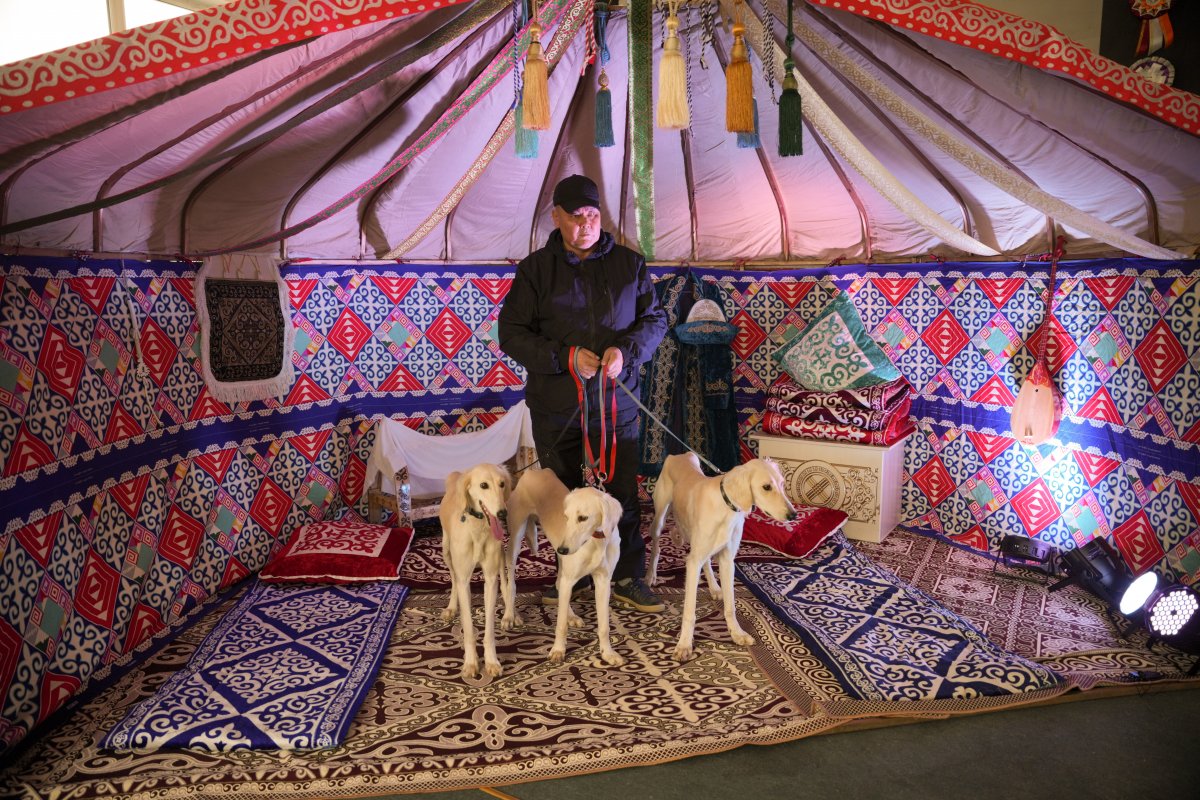 38 собак казахский тазы проверены на соответствие стандарту породы в Алматы