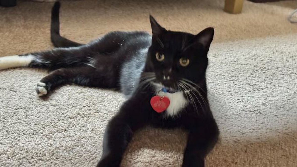 Потерявшийся в горах Канады кот спустя 5 месяцев вернется домой в США