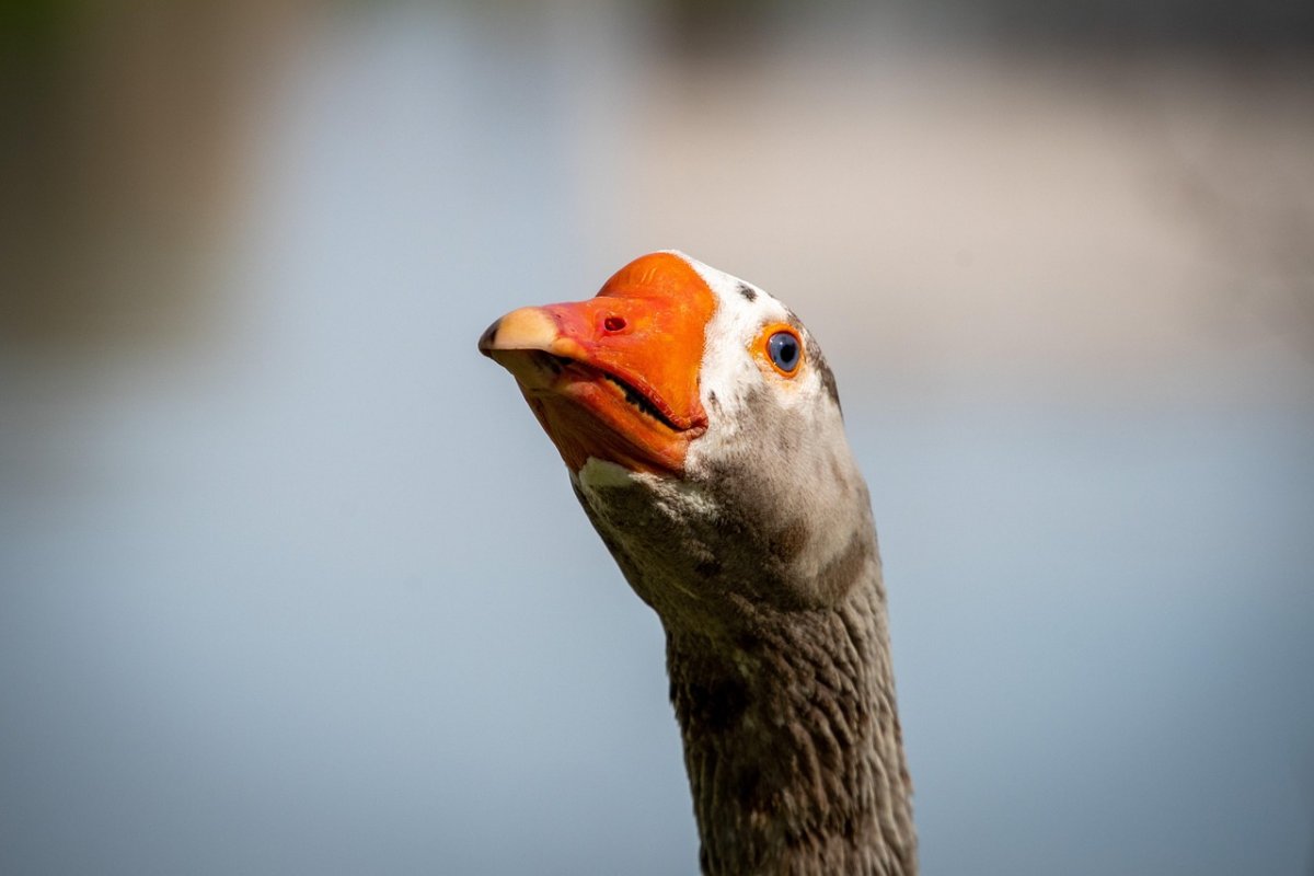 Гусиное мясо без документов пытались тайно вывезти на продажу в СКО