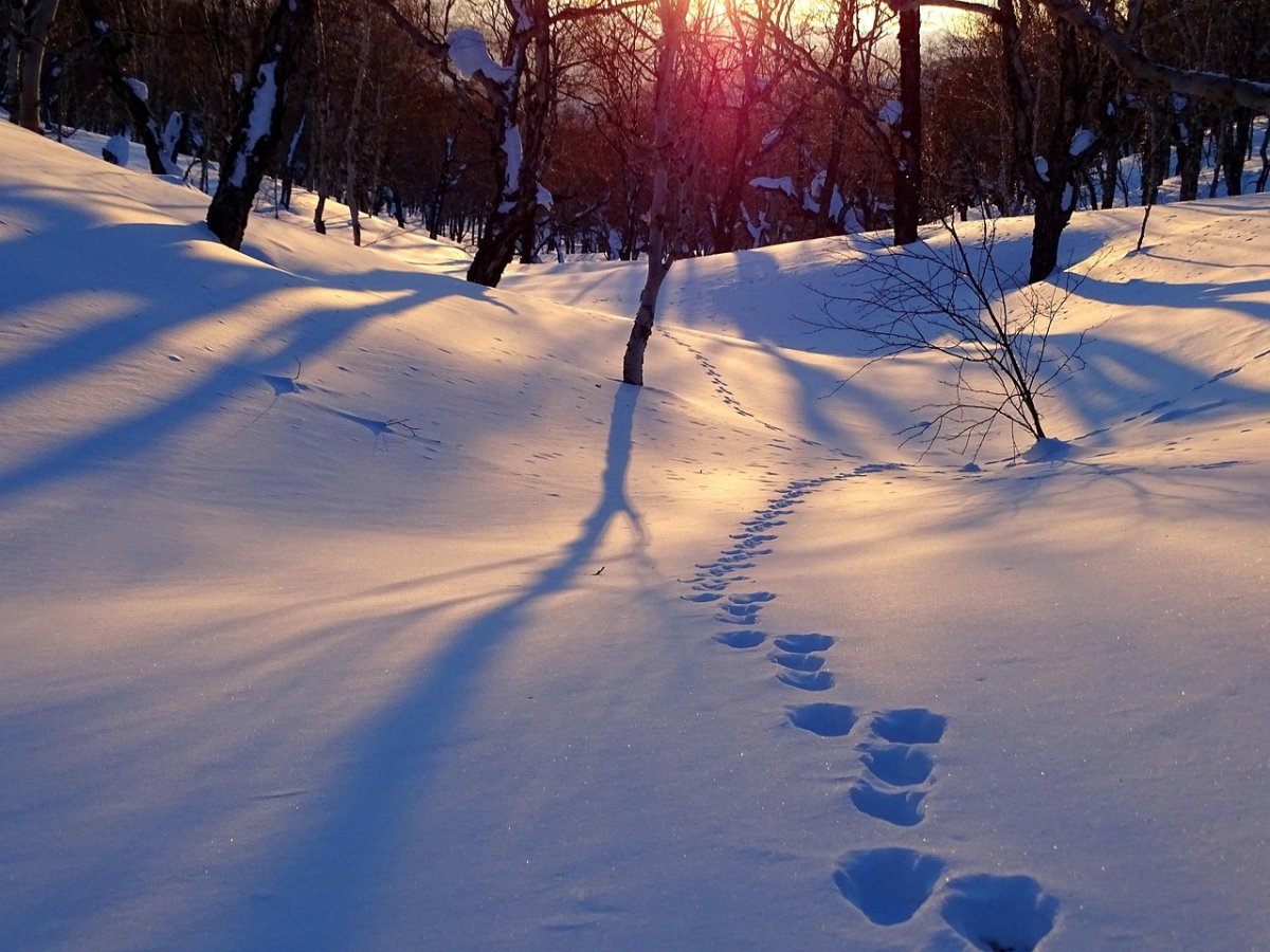 Мальчика, пробиравшегося через сугробы в школу, пригласили на президентскую елку в Кыргызстане