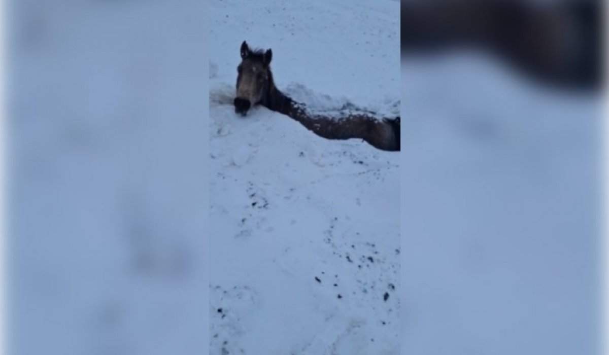 Табун лошадей погиб во время бурана в ЗКО