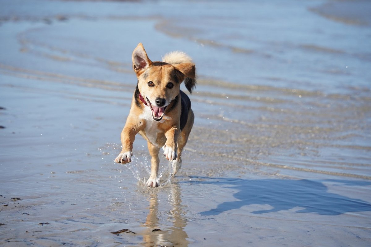 Как казахстанская дворняжка "усыновила" российского туриста