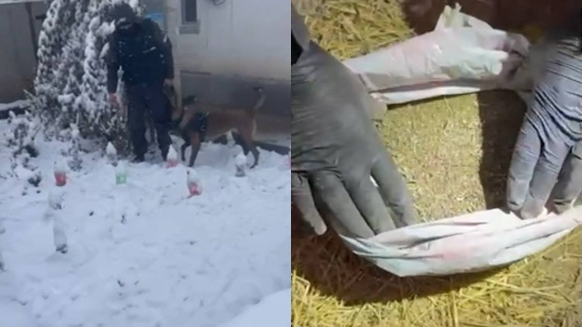 Партию наркотиков в особо крупном размере изъяли в Алматы