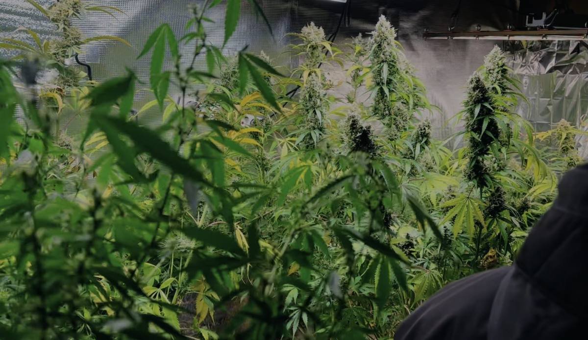 Сельчанин выращивал в бане коноплю в Алматинской области