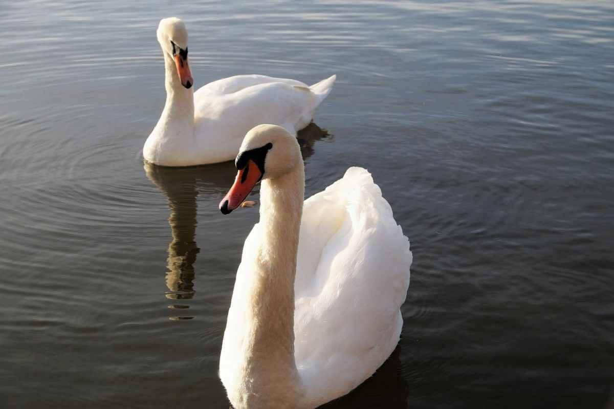 Лебеди вновь появились на набережной в Актау