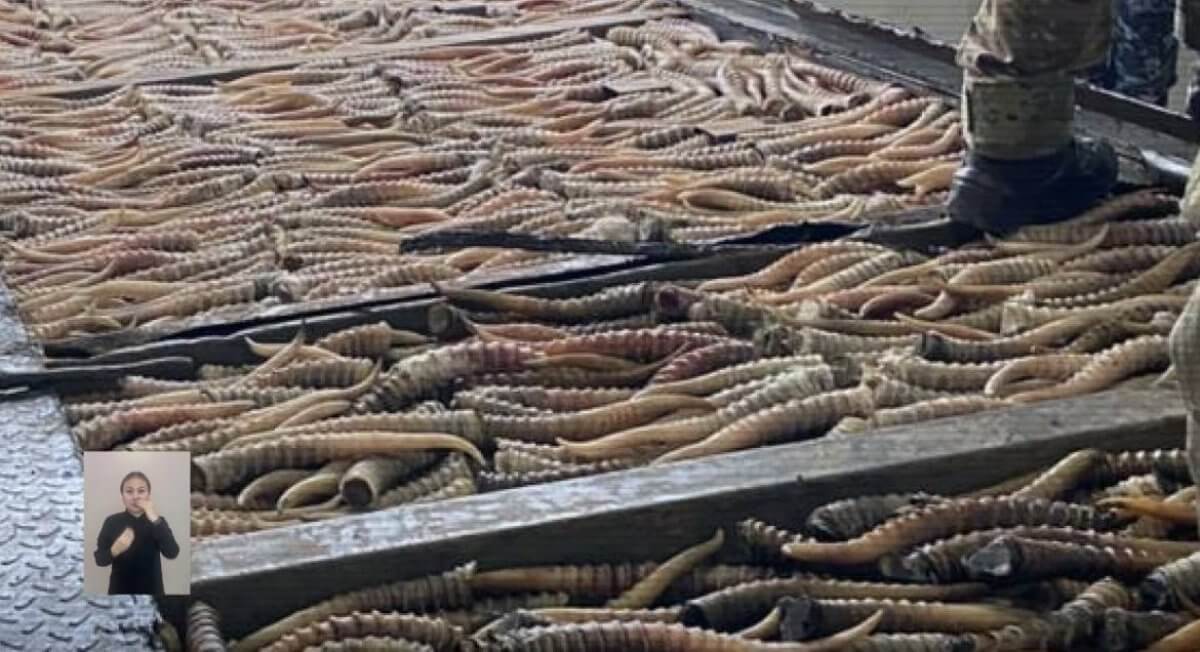 Более тысячи рогов сайги изъяли у браконьеров в Казахстане