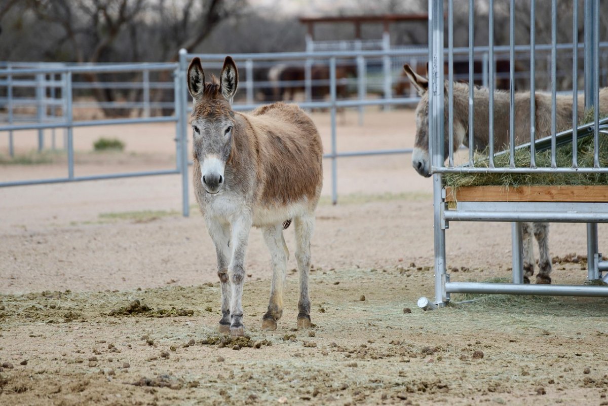 Владельца осла наказали в Астане (ВИДЕО)
