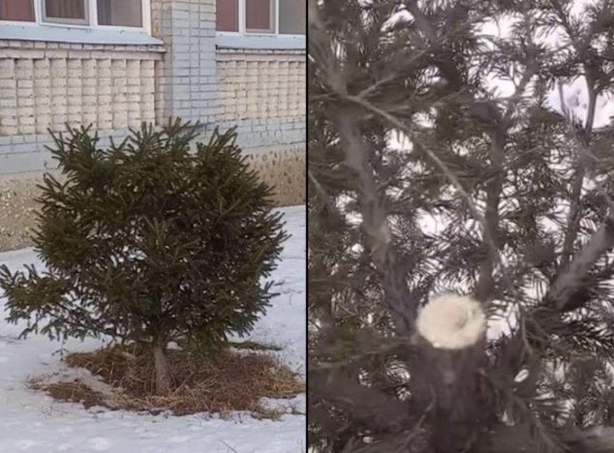Неизвестные украли верхушку елки возле школы в Усть-Каменогорске