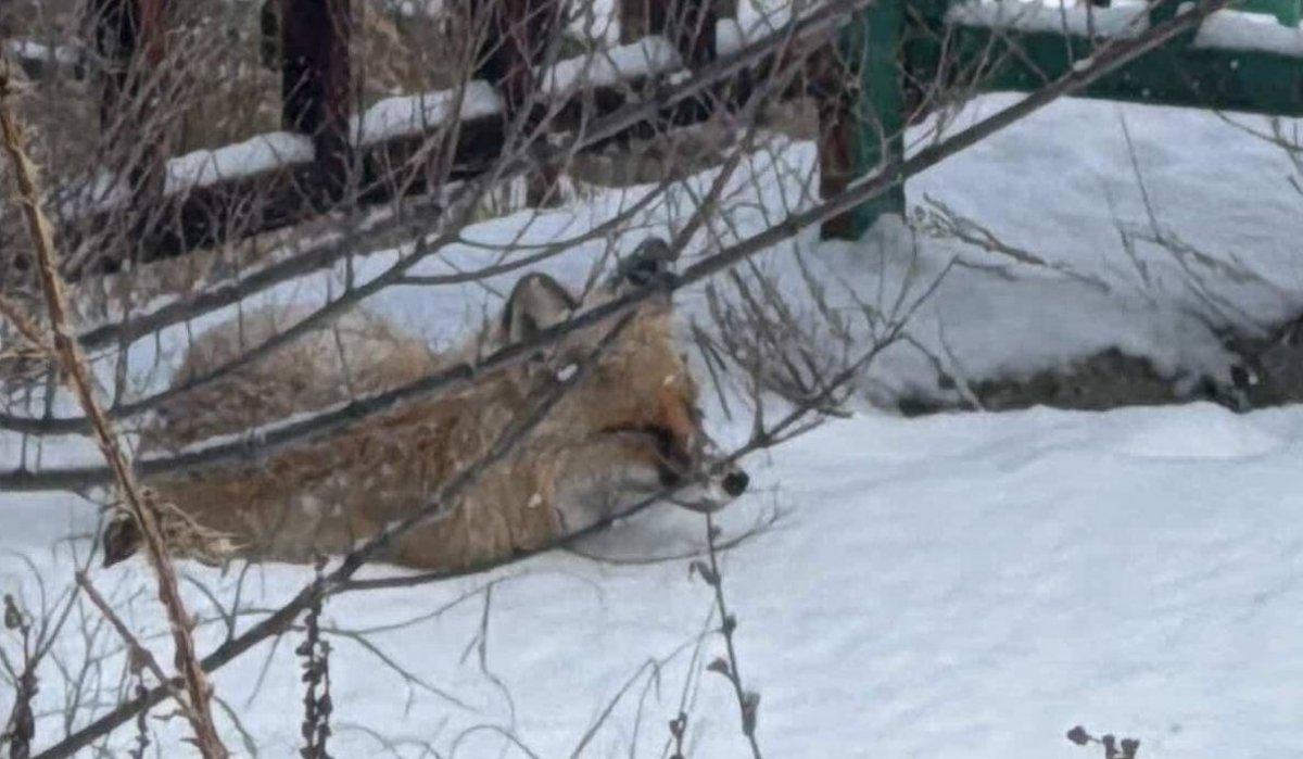 Лису заметили на территории Усть-Каменогорска