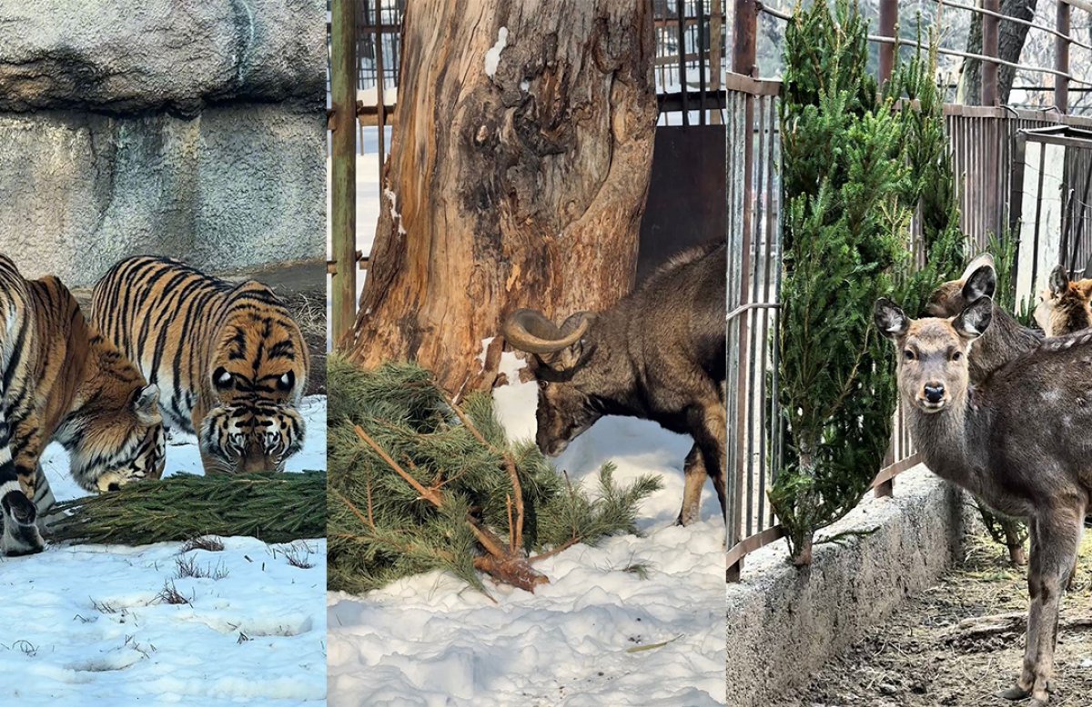 Алматинский зоопарк поблагодарил горожан за елки для животных (ВИДЕО)
