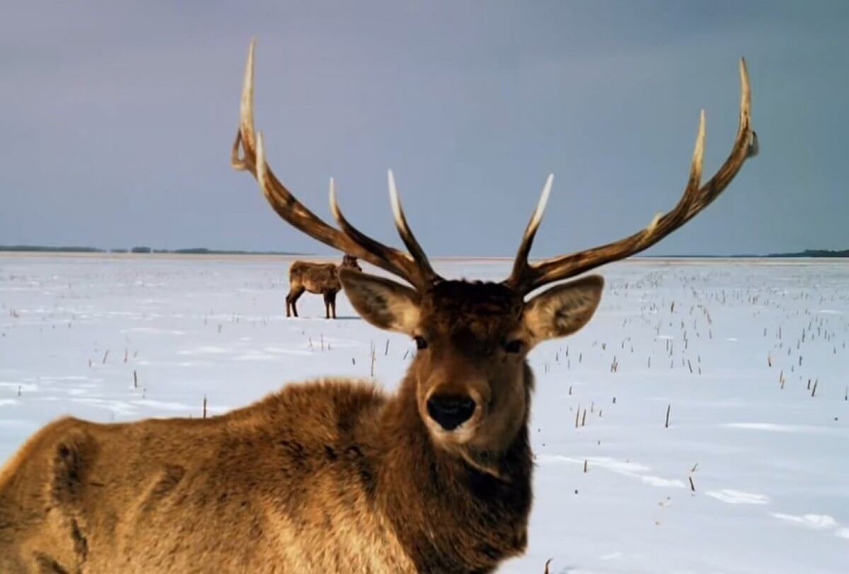 Маралов выпустили в естественную среду обитания в Карагандинской области (ВИДЕО)