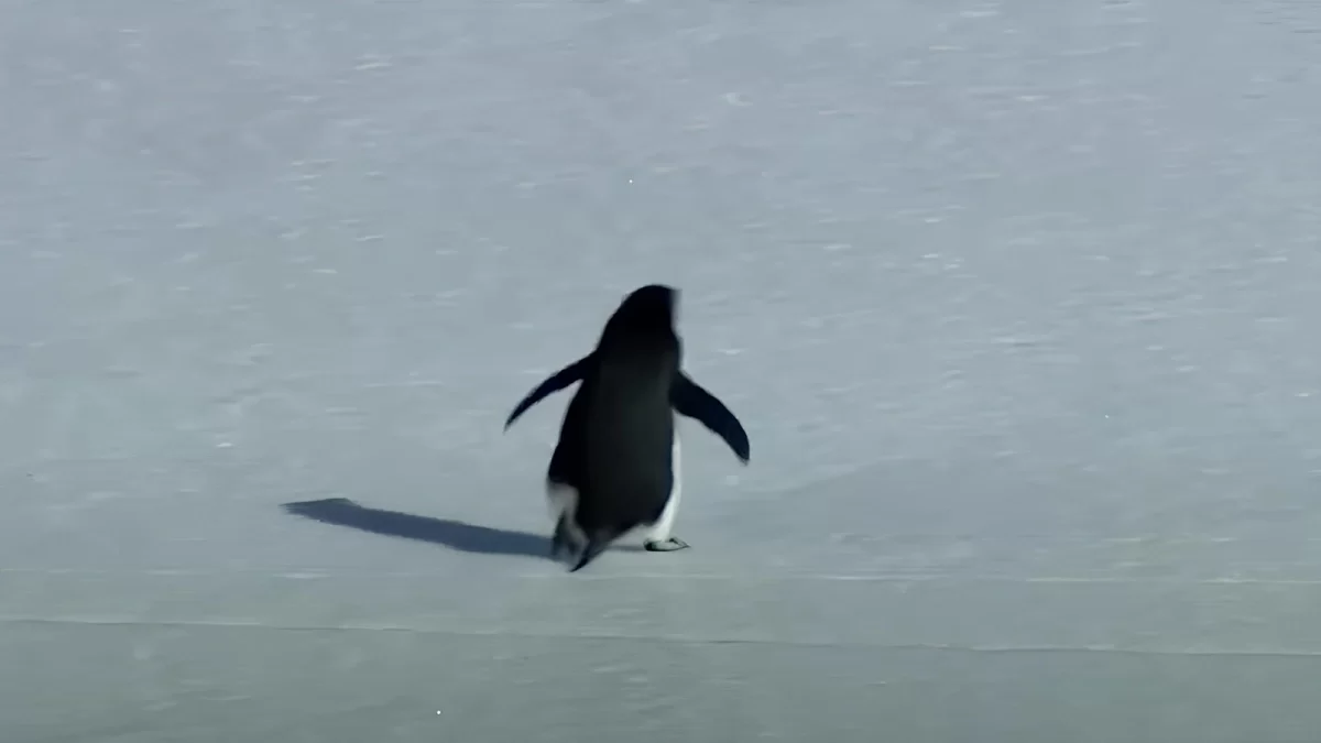 История пингвина завирусилась в Казнете (ВИДЕО)
