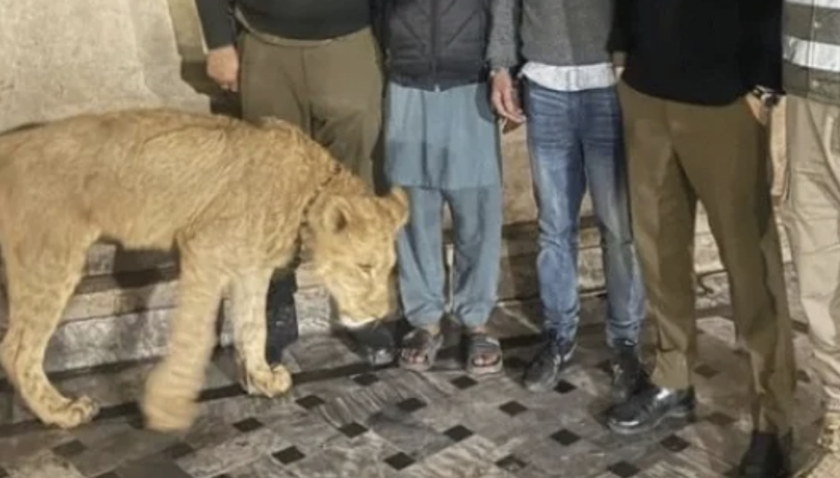 "Домашний" лев напал на ребенка в семье, где содержали хищника (ВИДЕО)