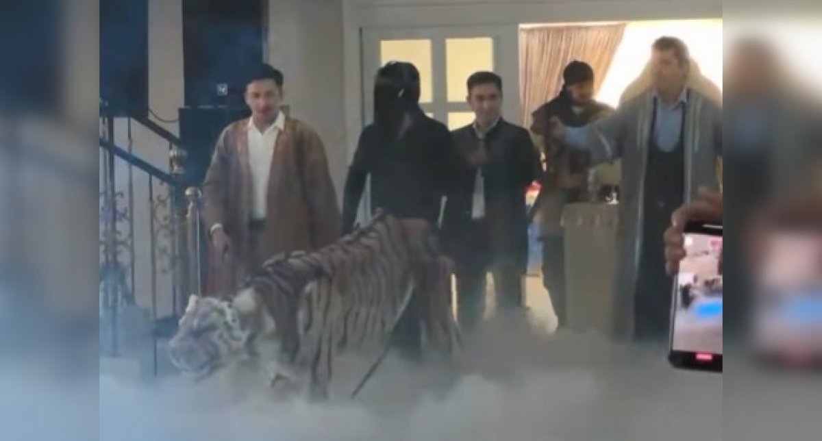 Тигр на сундет той всполошил Казнет (ВИДЕО)