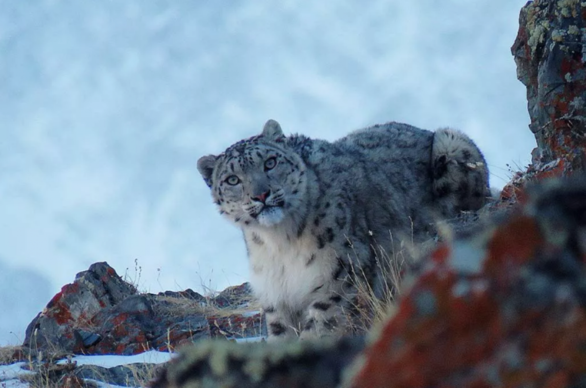 Алматинец неожиданно заснял снежного барса по дороге на "Медеу"