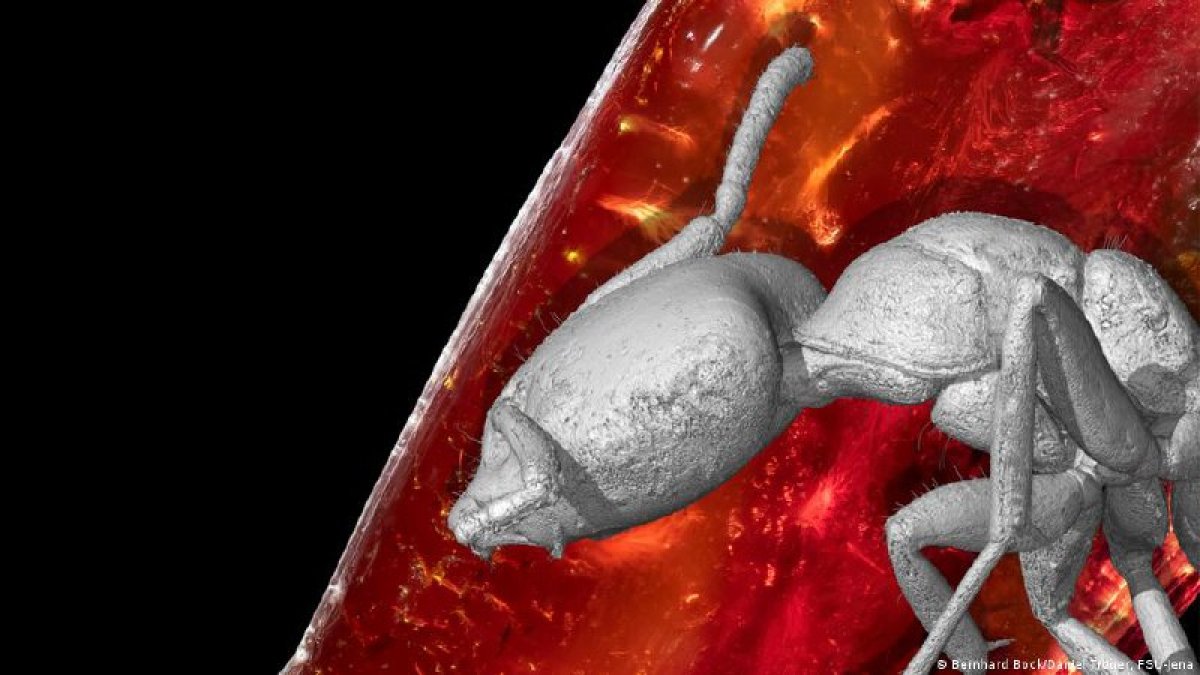 В янтаре Гете нашли муравья возрастом 40 миллионов лет