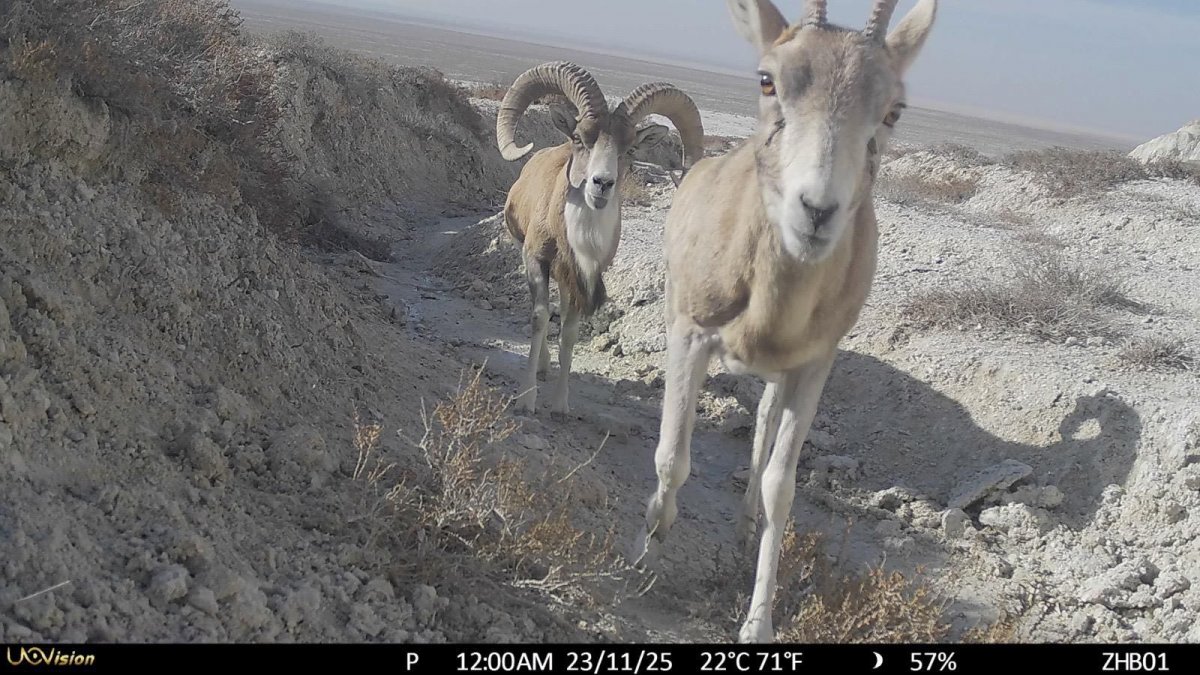 Обитатели природного парка "Кызылсай" попали в объективы фотоловушек