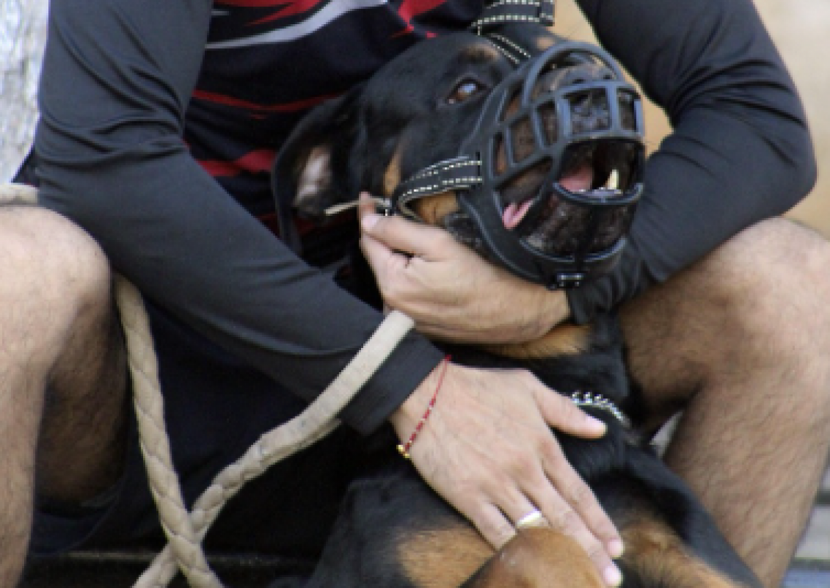 Мужчина ранил коллегу, стреляя по собакам в Акмолинской области