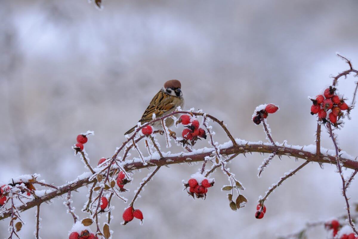 Похолодание надвигается на Шымкент