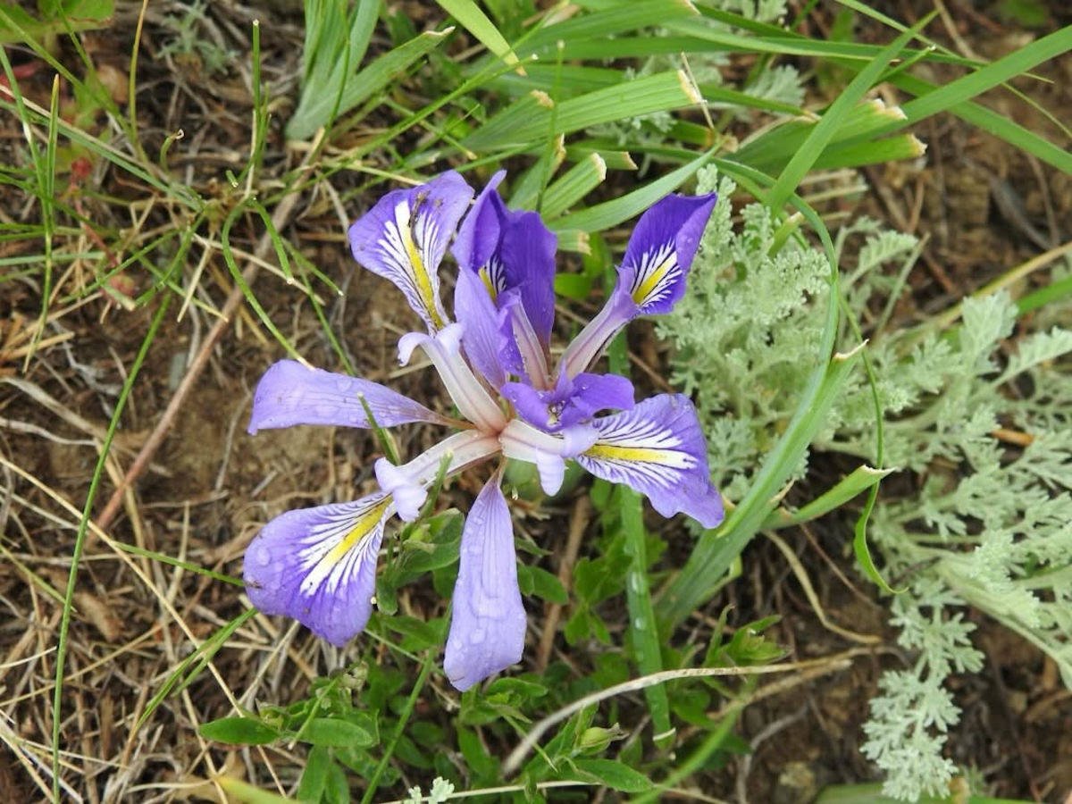 Казахстанский краснокнижный цветок хранится в коллекции Гарварда