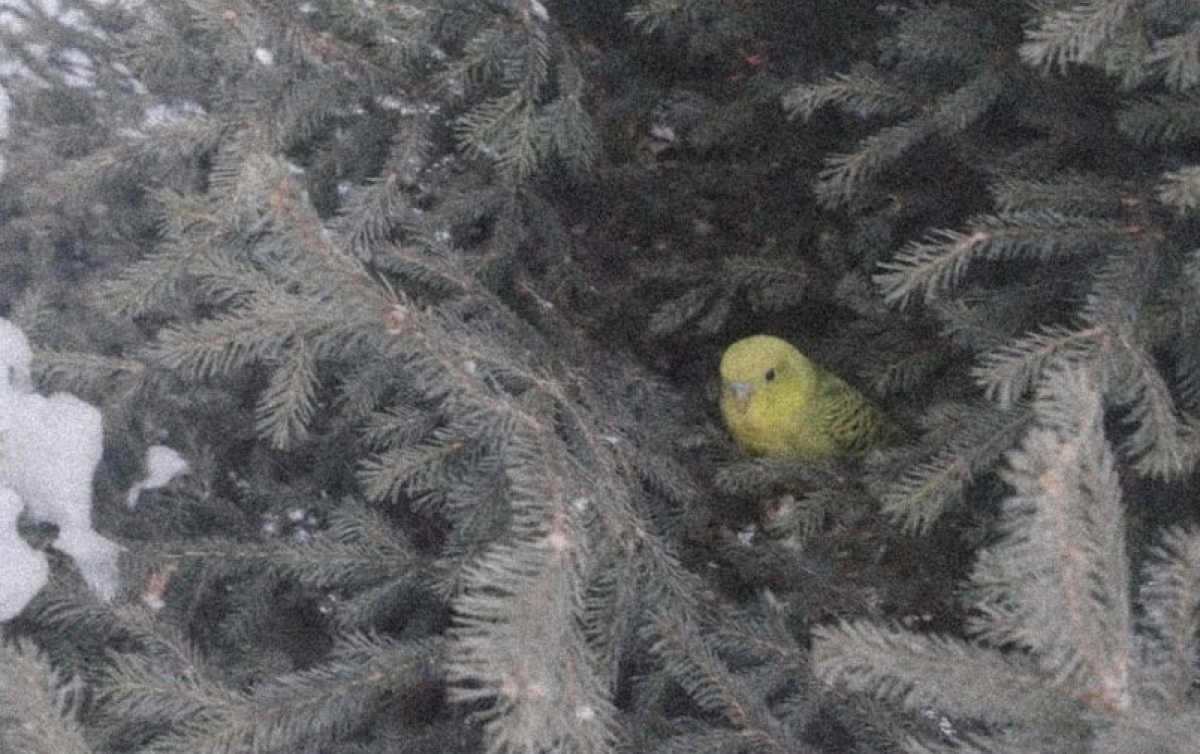 Попугай чудом выжил в 20-градусные морозы на улице в Усть-Каменогорске