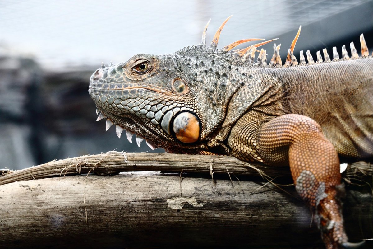 Игуанапад из-за резкого похолодания начался в США (ВИДЕО)