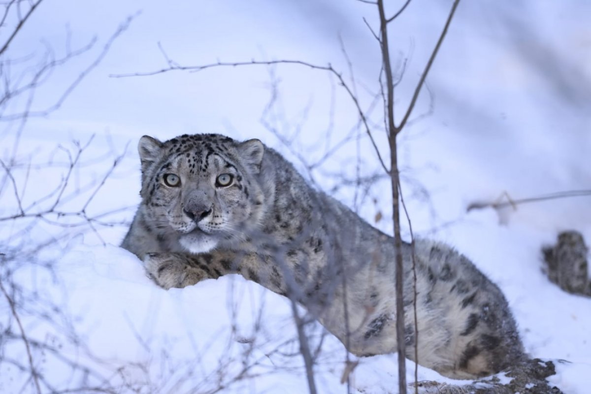 Популярному снежному барсу установили спутниковый ошейник в Алматы