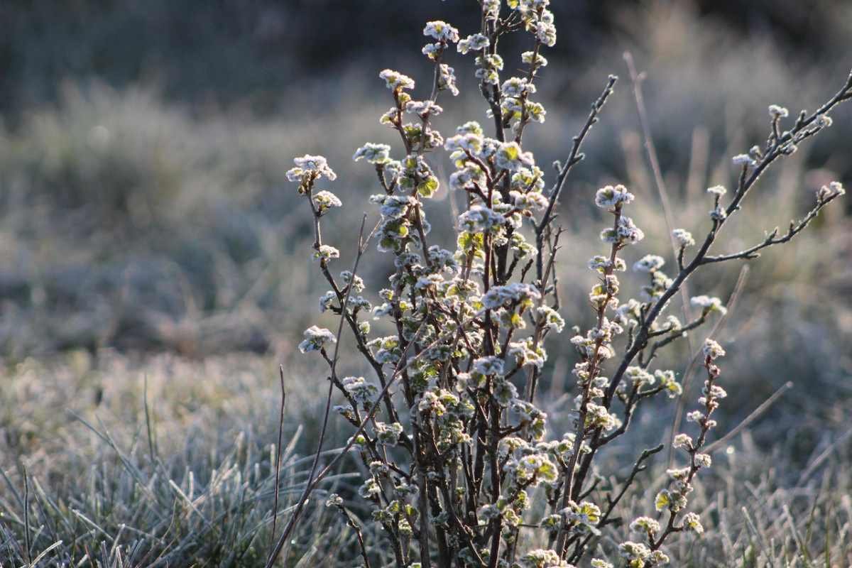 Плюс днем и минус ночью: погода в Шымкенте 7 февраля