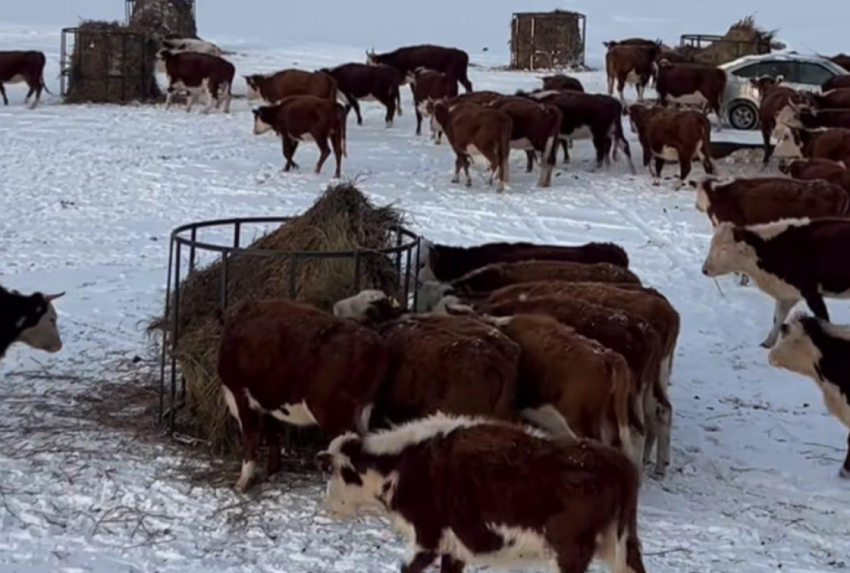 Зимовка с запасом прочности