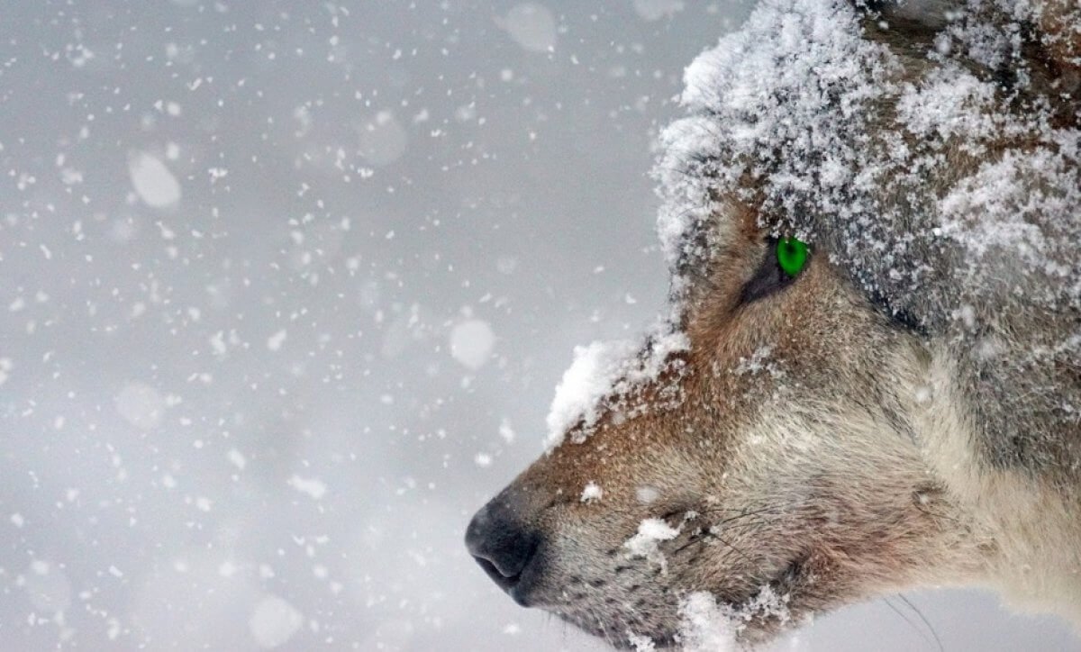 В Абайской области "волк на цепи" оказался домашним Борей
