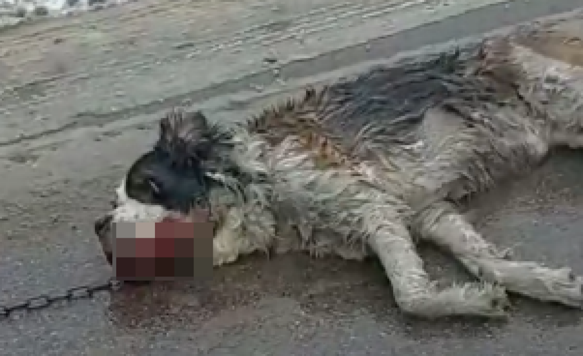 Собаку тащили волоком за машиной на глазах ее хозяйки в поселке Алатау (ВИДЕО)