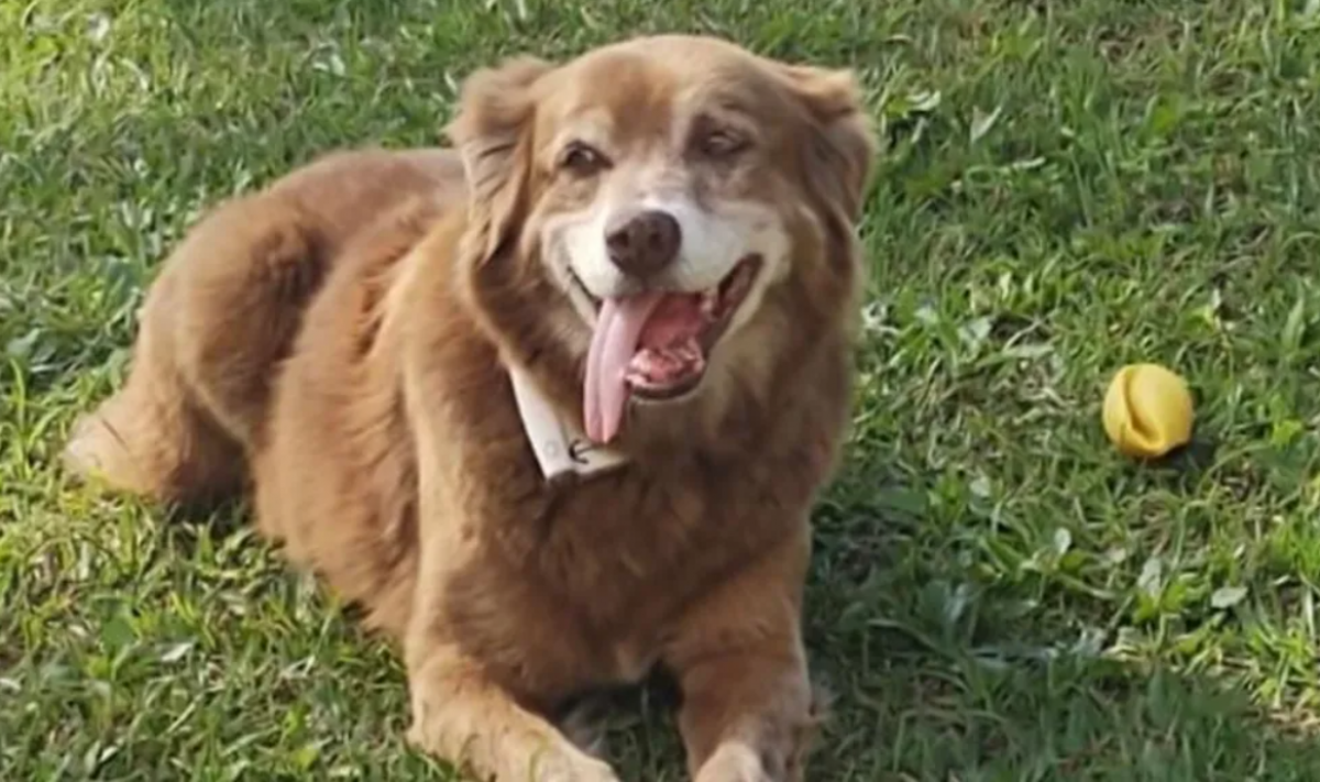 История верного пса изменила правила захоронения в Бразилии