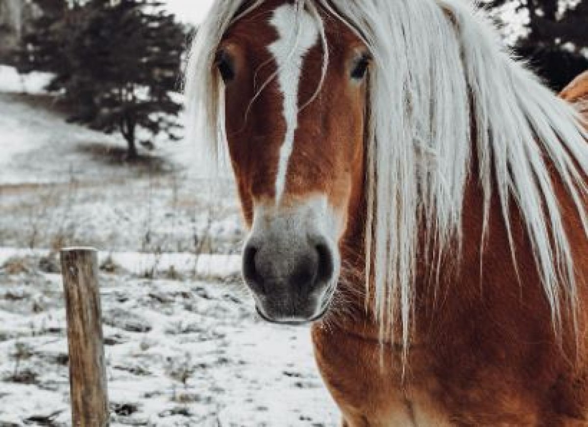 Мужчина отправился на тренировку по кокпару и не доехал в Костанайской области