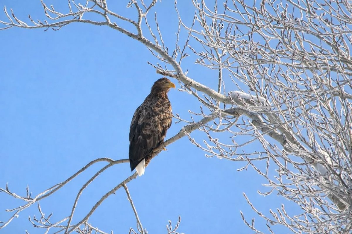 Редкого представителя пернатых хищников засняли в Катон-Карагае