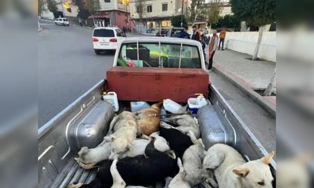 Три миллиона собак расстреляют перед чемпионатом мира по футболу в Марокко