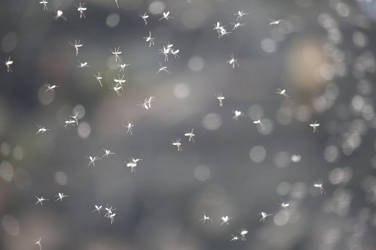 Укусы мошек обернулись тяжелой инфекцией и гибелью мужчины