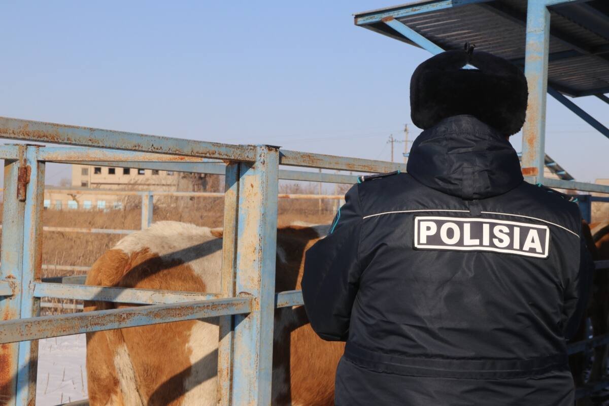 Более 600 голов провозили без документов в Туркестанской области