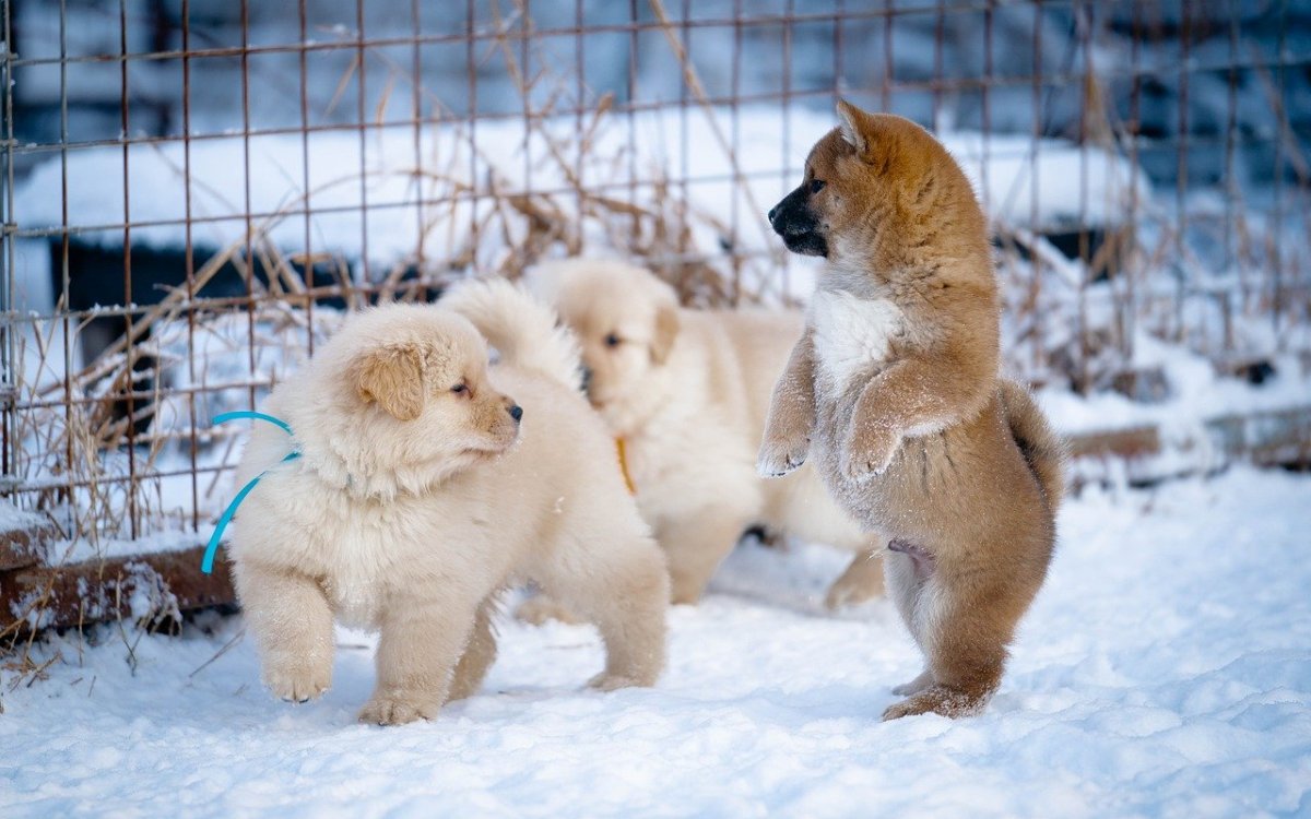 Щенков замуровали в подвале дома Кокшетау