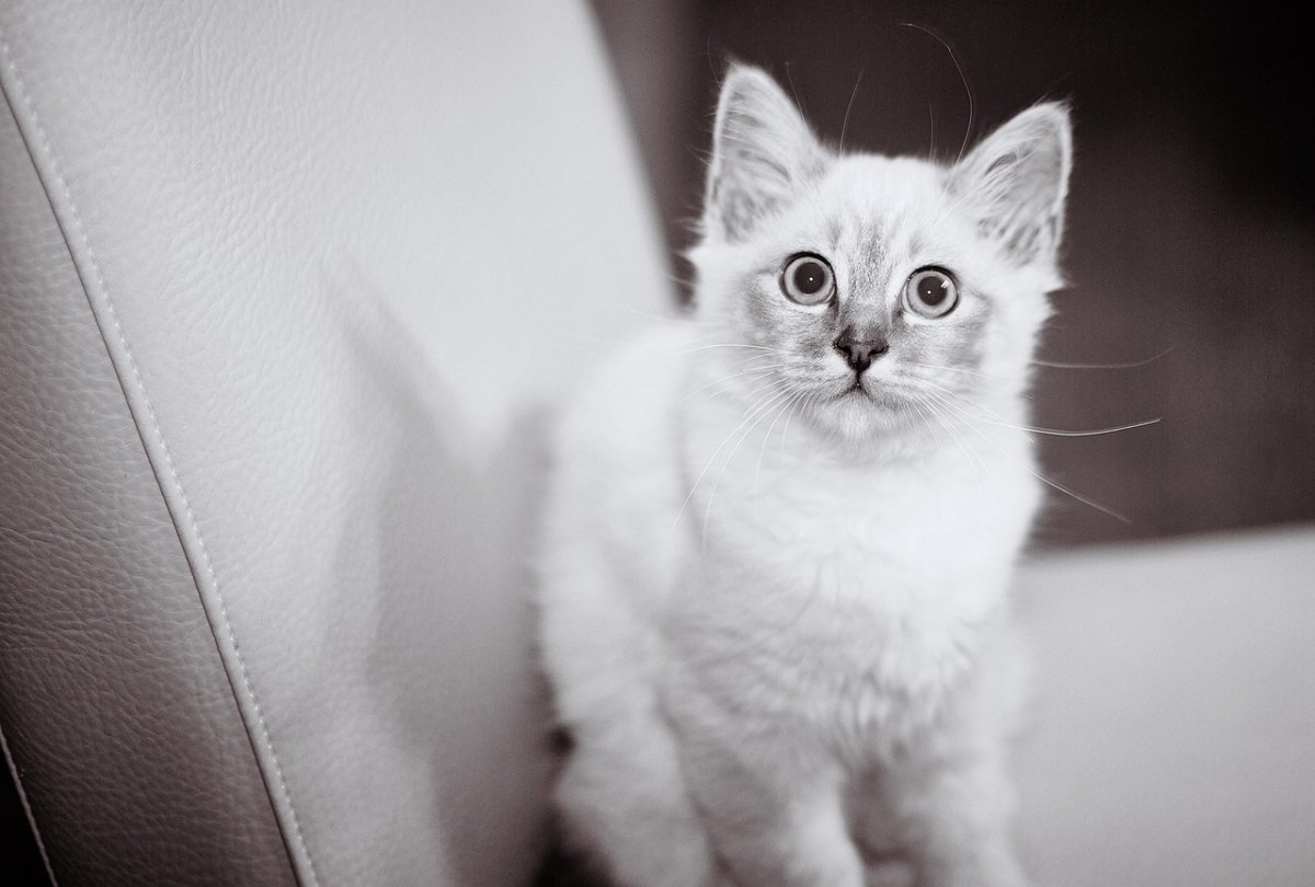 Кошка стала причиной гибели пожилого мужчины