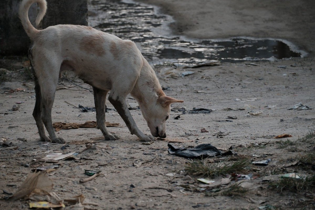 11 детей пострадали от бродячих собак в Костанае