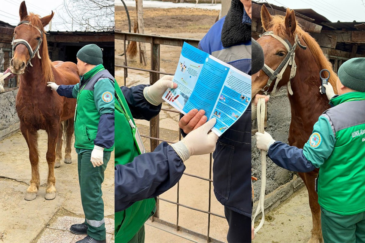 Сельскохозяйственных животных вакцинируют бесплатно в Алматы