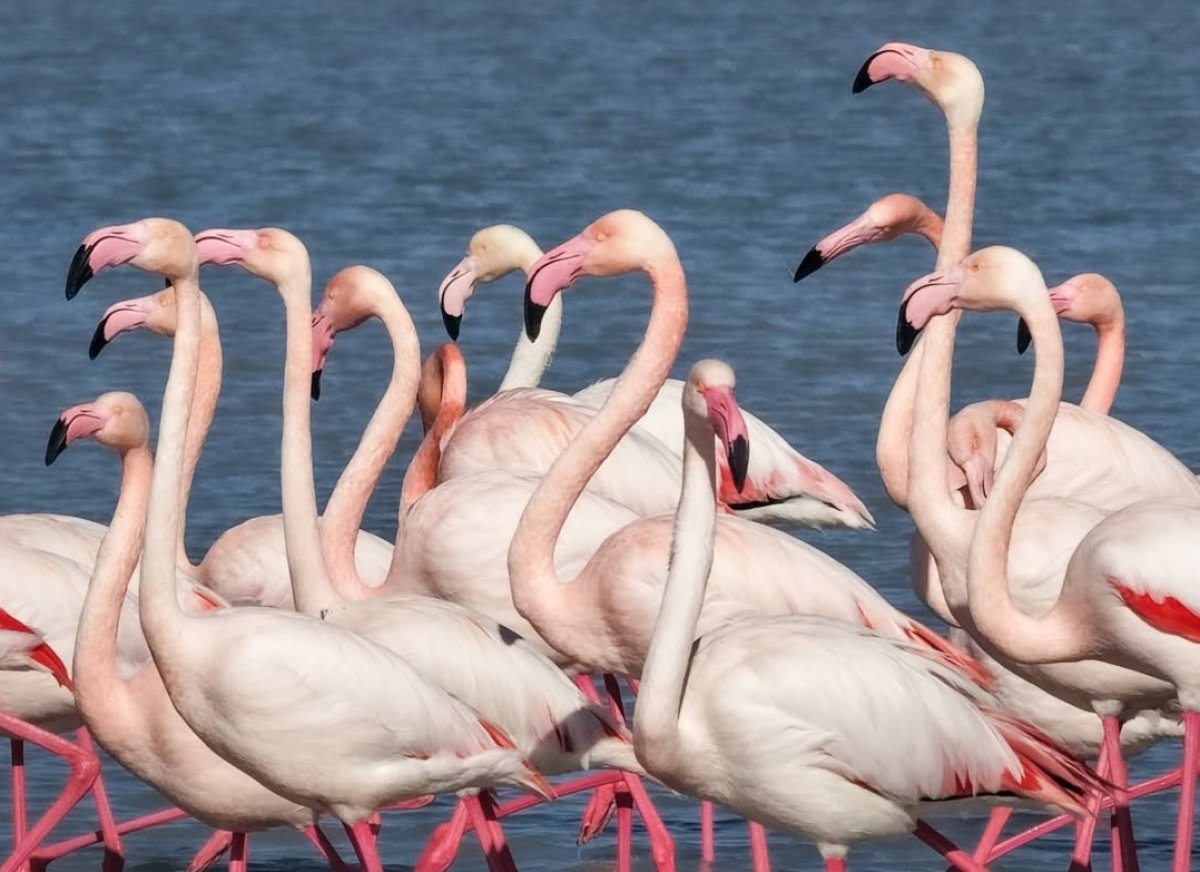 Розовые фламинго прилетели в Казахстан