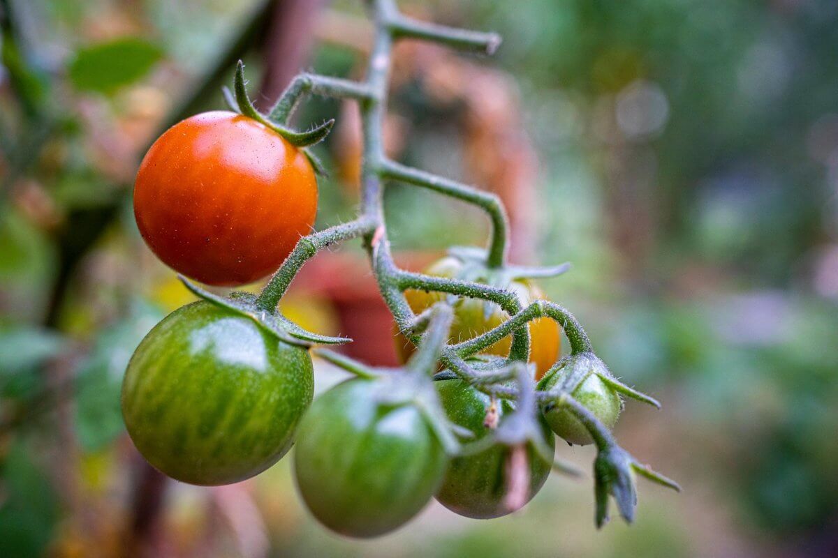 Опасный вирус обнаружили в семенах томатов, завезенных в Казахстан из России